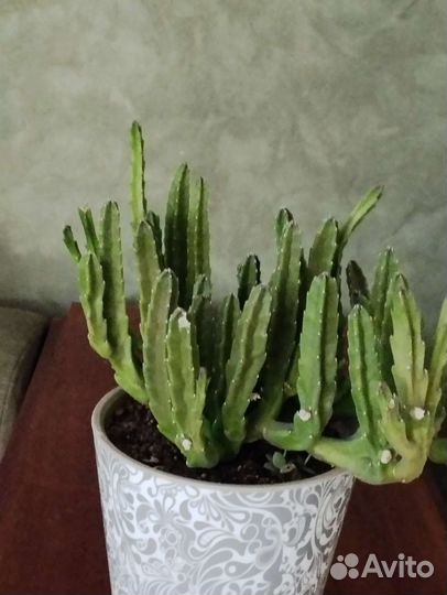 Кактусы и суккуленты