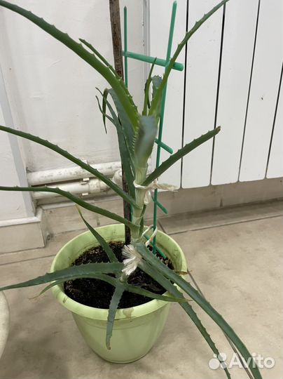 Алоэ, столетник