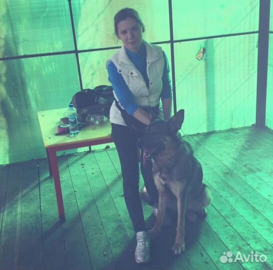 Услуги кинолога
