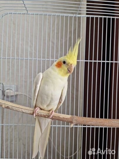 Попугай корелла мальчик 10 месяцев