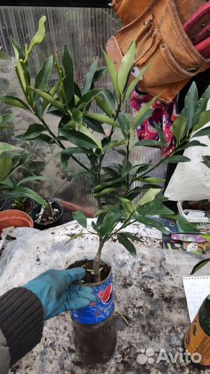 Мандарин,Лимон Мейера, Апельсин вашингт., кумкват