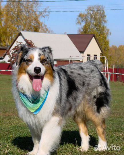 Австралийская овчарка (аусси) кобель для вязки