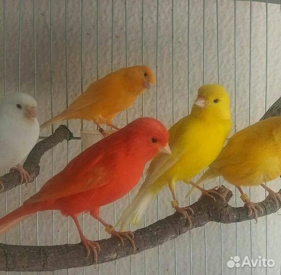 Кенары поющие(питомник экзотических птиц)
