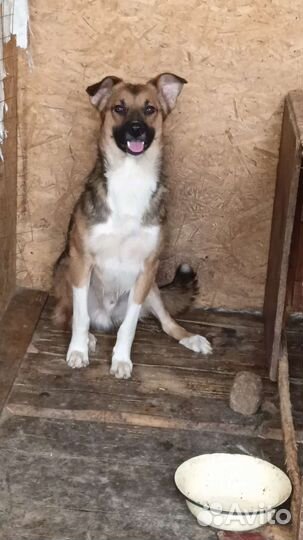 Собаки бесплатно в добрые руки