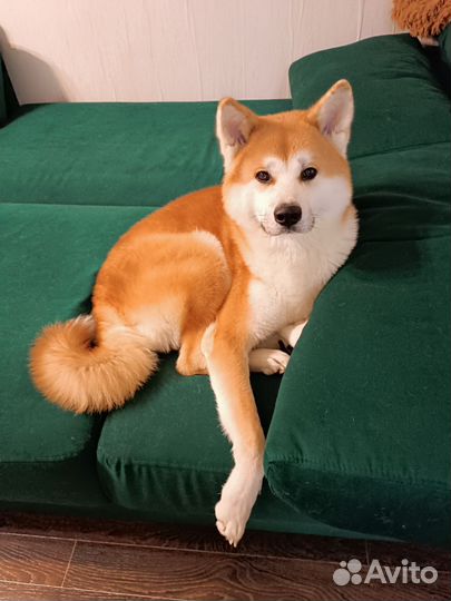 Акита ину, японская акита вязка