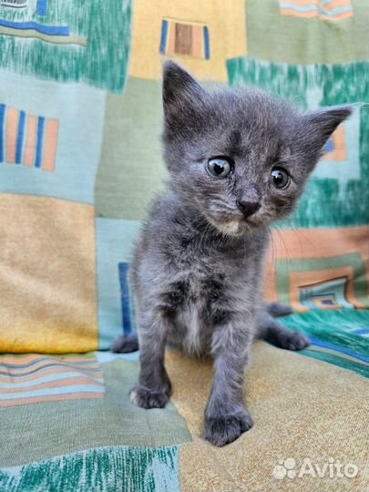 Котенок (девочка)в добрые руки