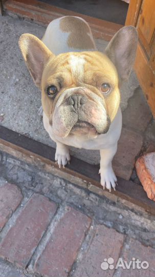 Французский бульдог,собака для вязки