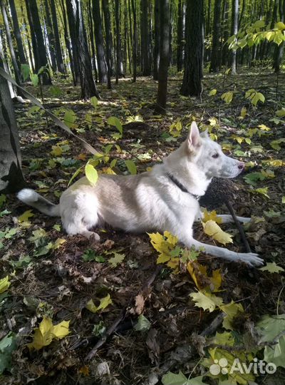 Девочка Юта в добрые руки