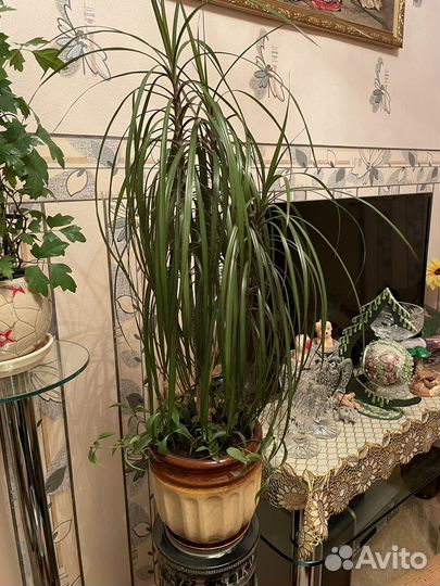 Комнатные цветы