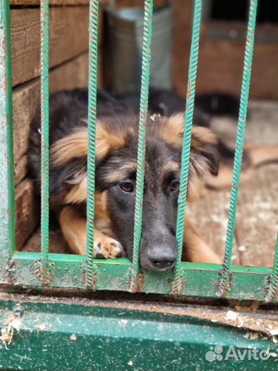 Собака бесплатно, Шкипер