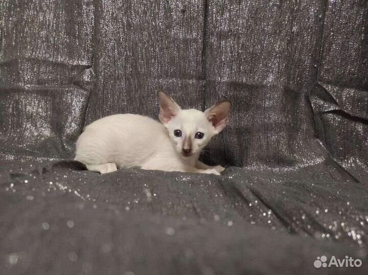 Ориентальные котята