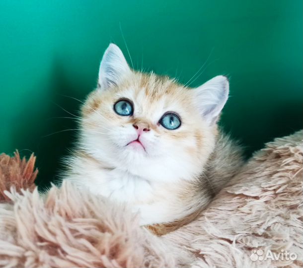 Красавчики
