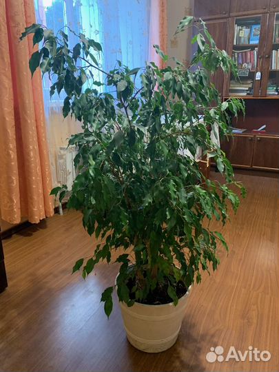 Фикус бенджамина