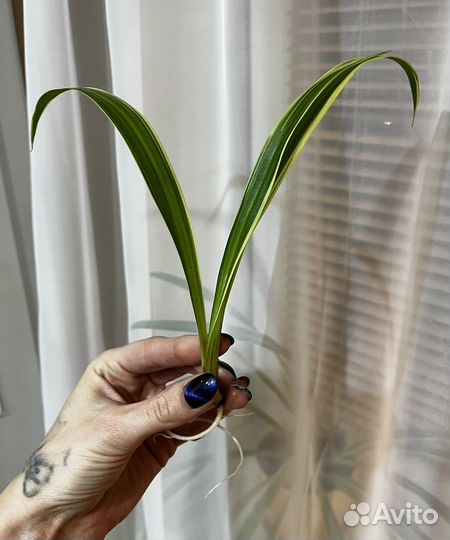 Хлорофитум