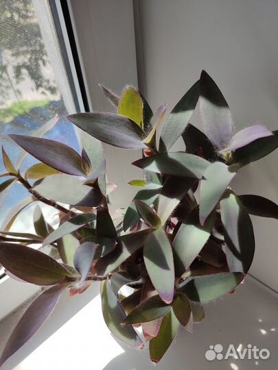 Традесканция