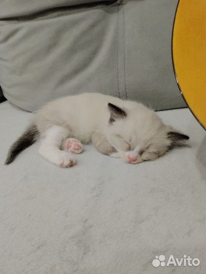 Отдам кота в добрые руки