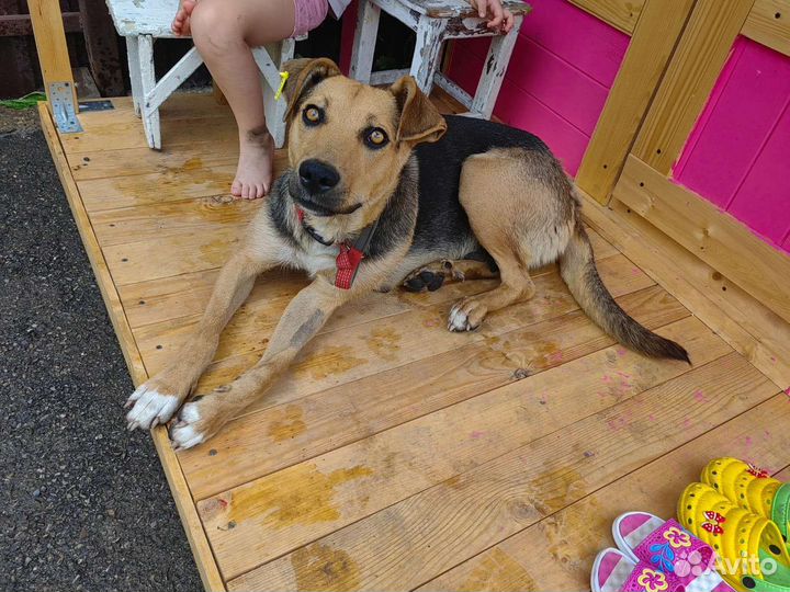 Собака в добрые руки