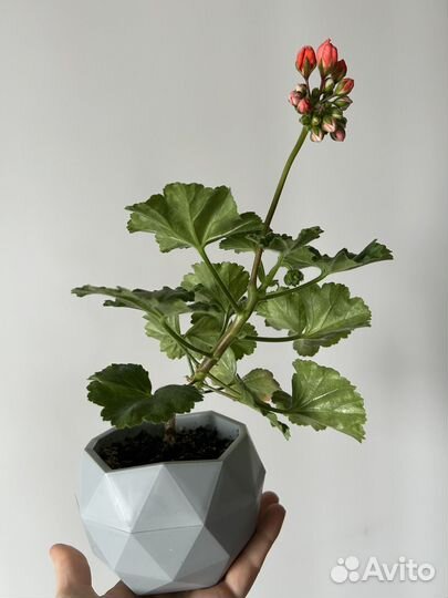 Герань тюльпановидная