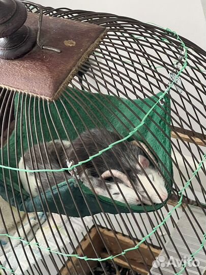 Крысы дамбо бесплатно