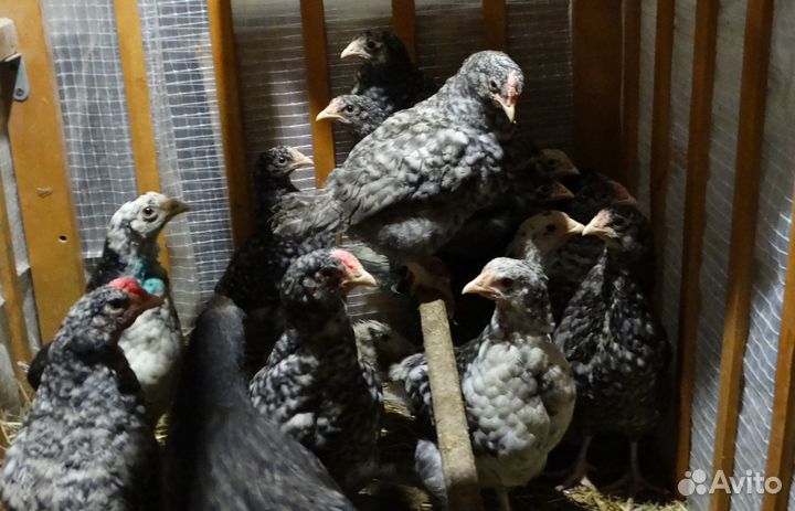 Цыплята несушки подрощенные