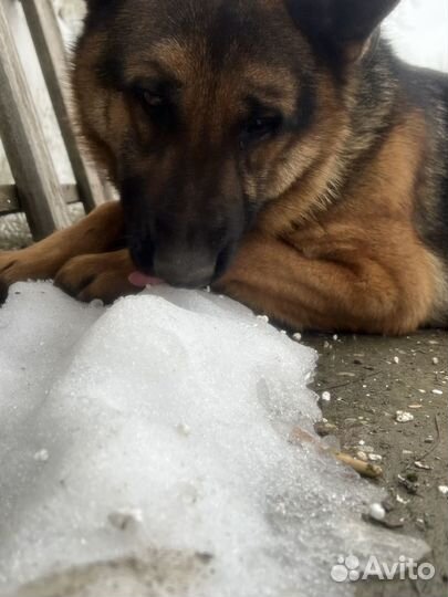 Немецкая овчарка