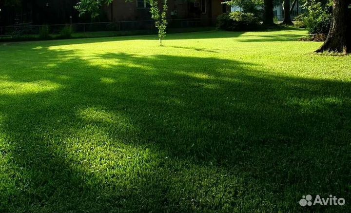 Газонная трава семена 