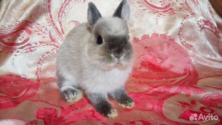 Кролики миниатюрных пород