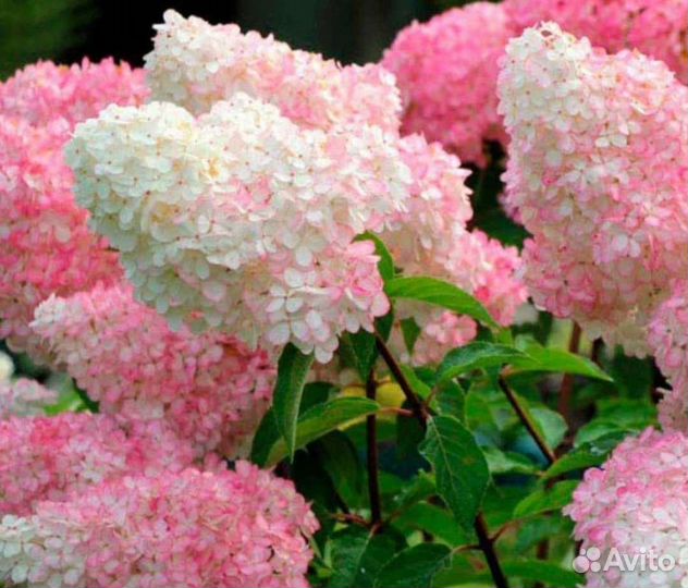 Гортензия ванила фрайз