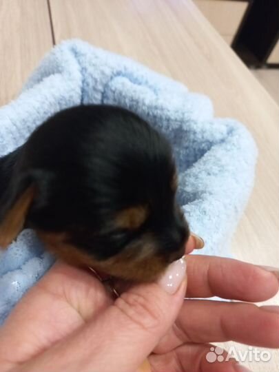 Йоркширский терьер