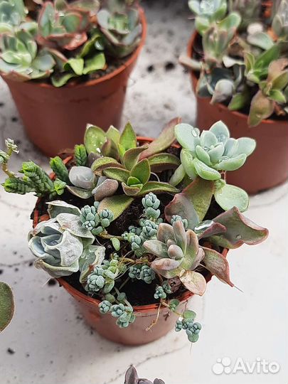 Наборы разноцветных суккулентов