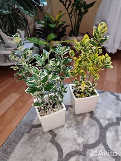 Бересклет японский