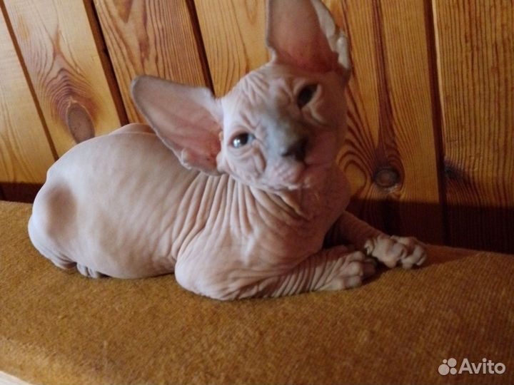Канадский сфинкс котенок