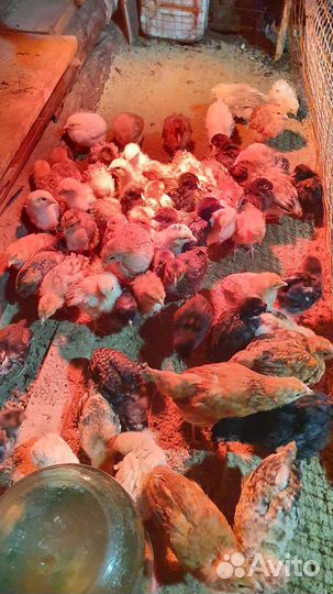 Цыплята домашнии подрощенные