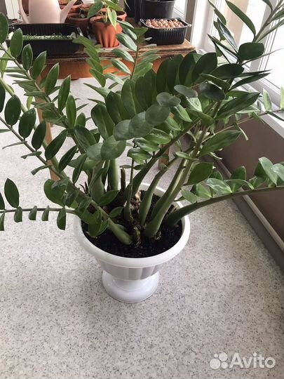 Замиокулькас