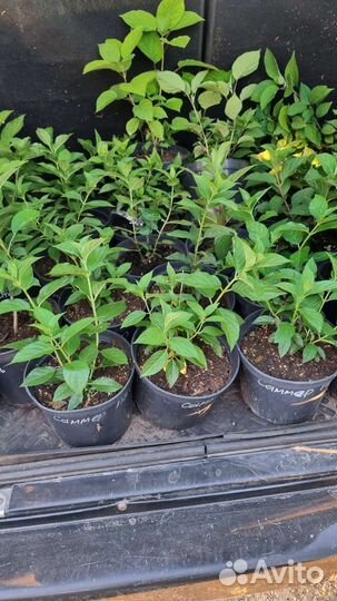 Гортензия Лаймлайт