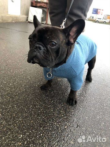 Французский бульдог вязка