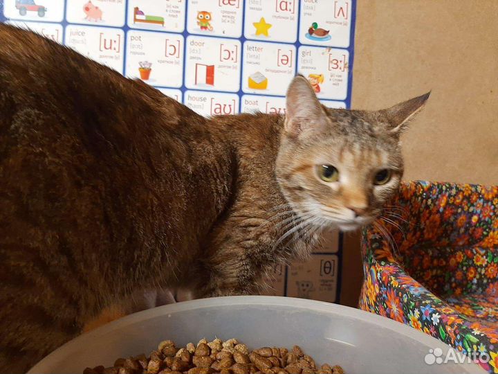 Кисульки лампампульки