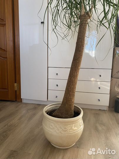 Бутылочное дерево нолина