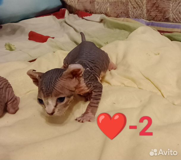 Котята Сфинкс Эльф