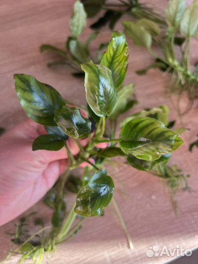 Аквариумные растения