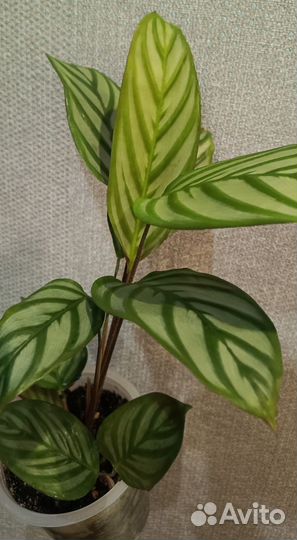 Ктенанта оппенгейма