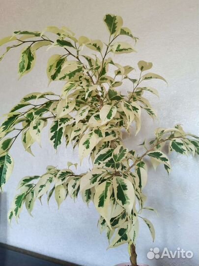 Фикус бенджамина