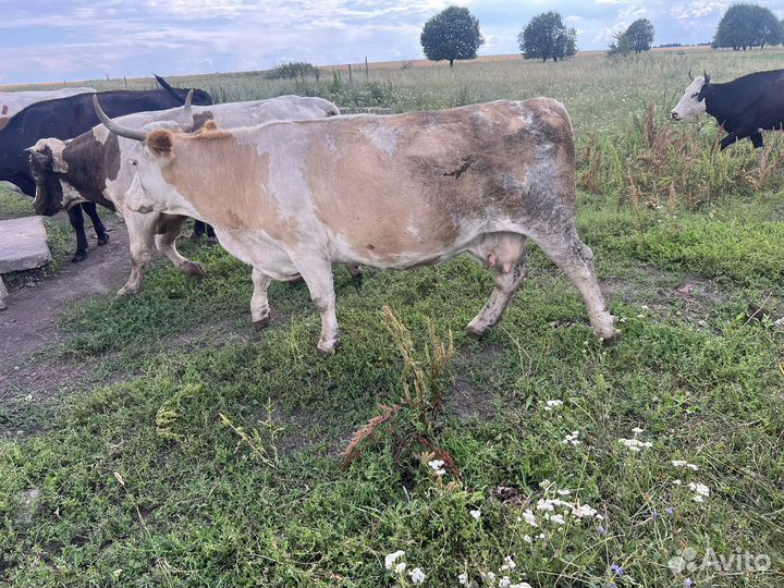 Коровы дойные молочные
