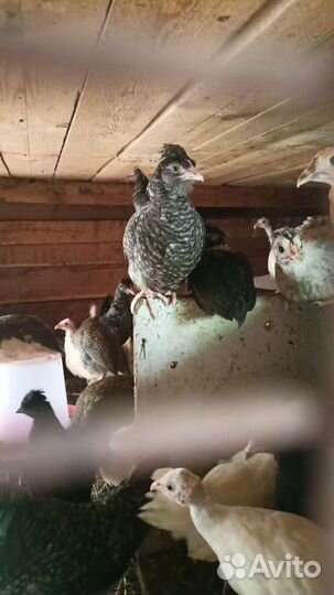 Индюки, индоутята, цыплята и цесарята