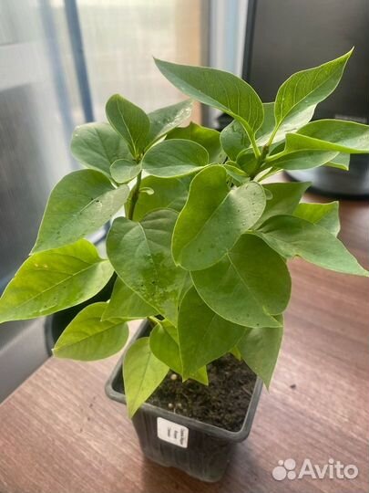 Саженцы сирени 2года