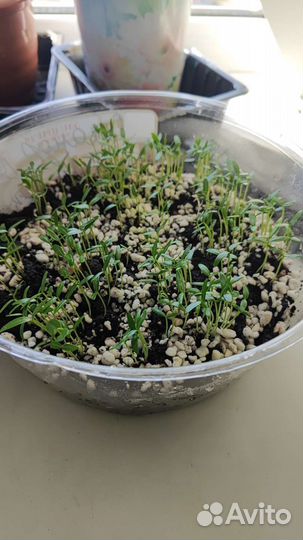 Семена Олеандра микс