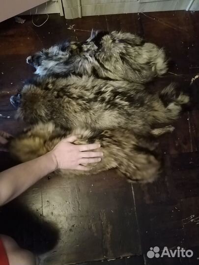 Шкура енота