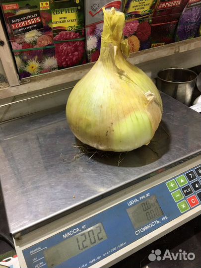 Эксибишен лук семена