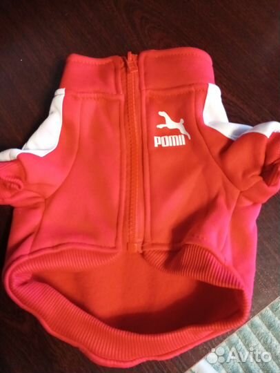 Одежда для собак мелких пород S