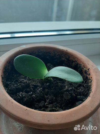 Цветок гемантус